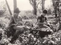 Jrda vpravo, Mla vlevo. Na chmelu nkdy v letech 1962-1965.